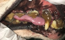 歯周病のイヌ